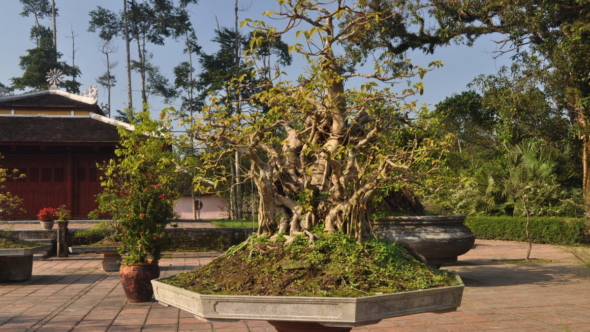Thiên Mụ Pagoda Bonsai garden, Hue, Hue, Vietnam, 2012