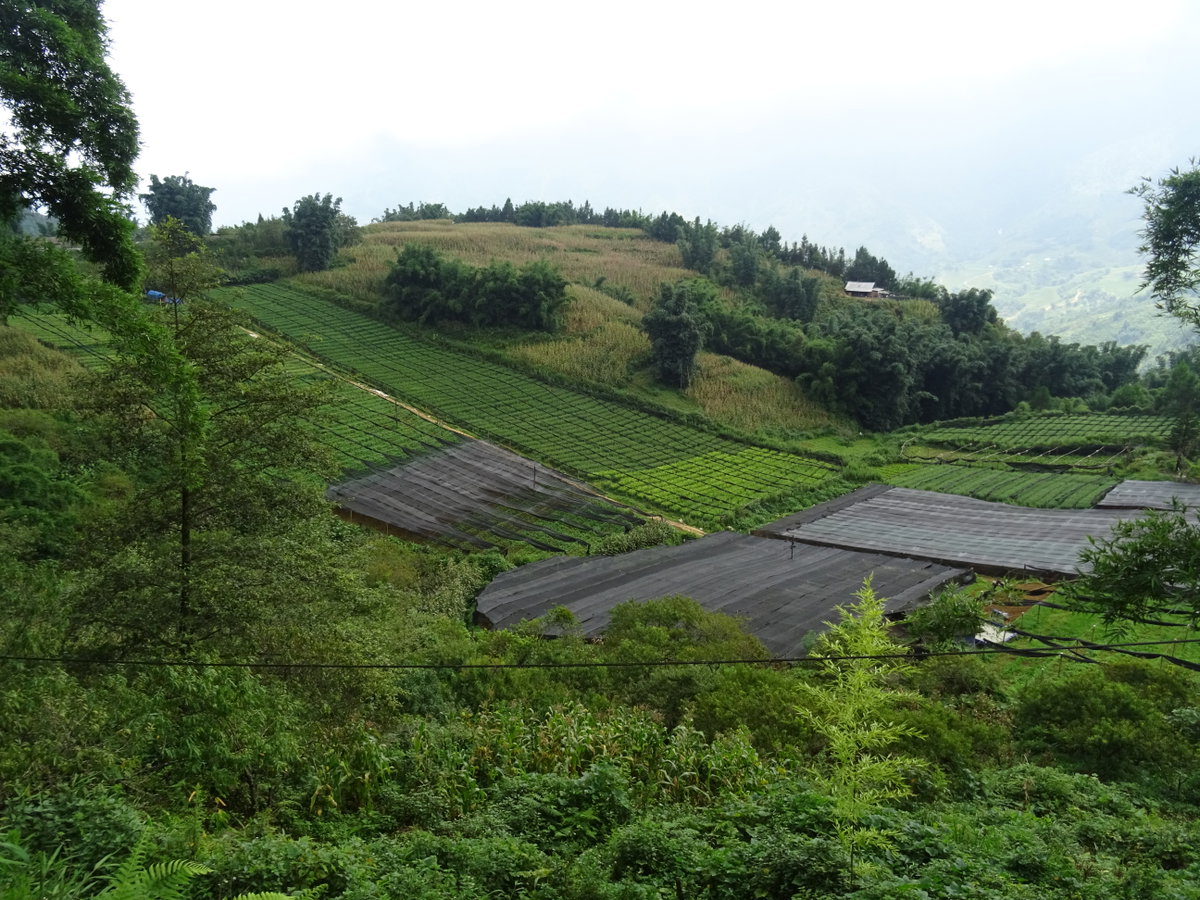 Fields in Sa Pa 1, Sa Pa, Vietnam, 2018