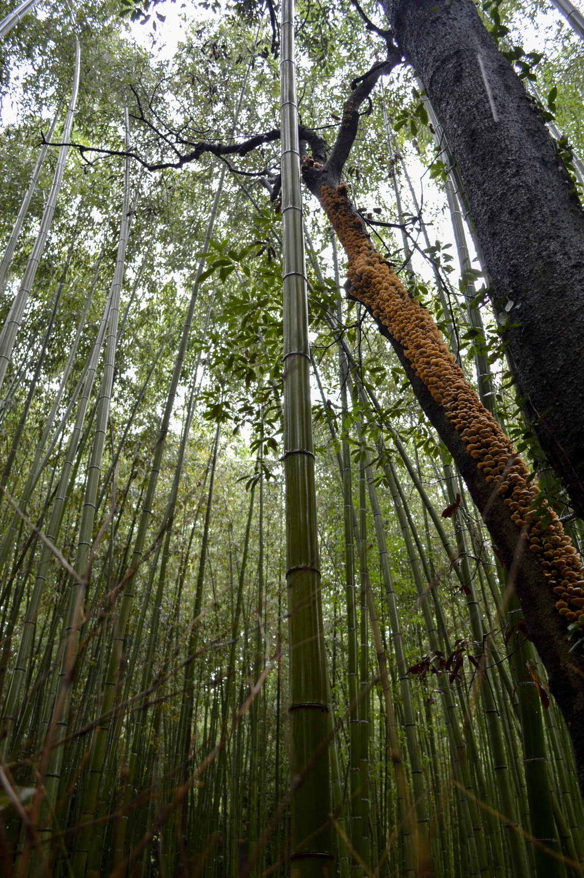 Mushrooms, Kyoto, Japan, 2015