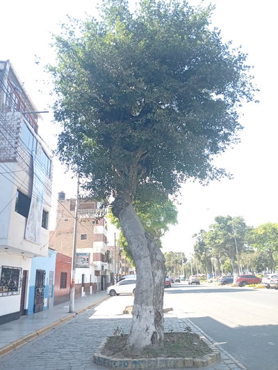 Ficus ubicados en la avenida Mansiche 04, Trujillo, 2025