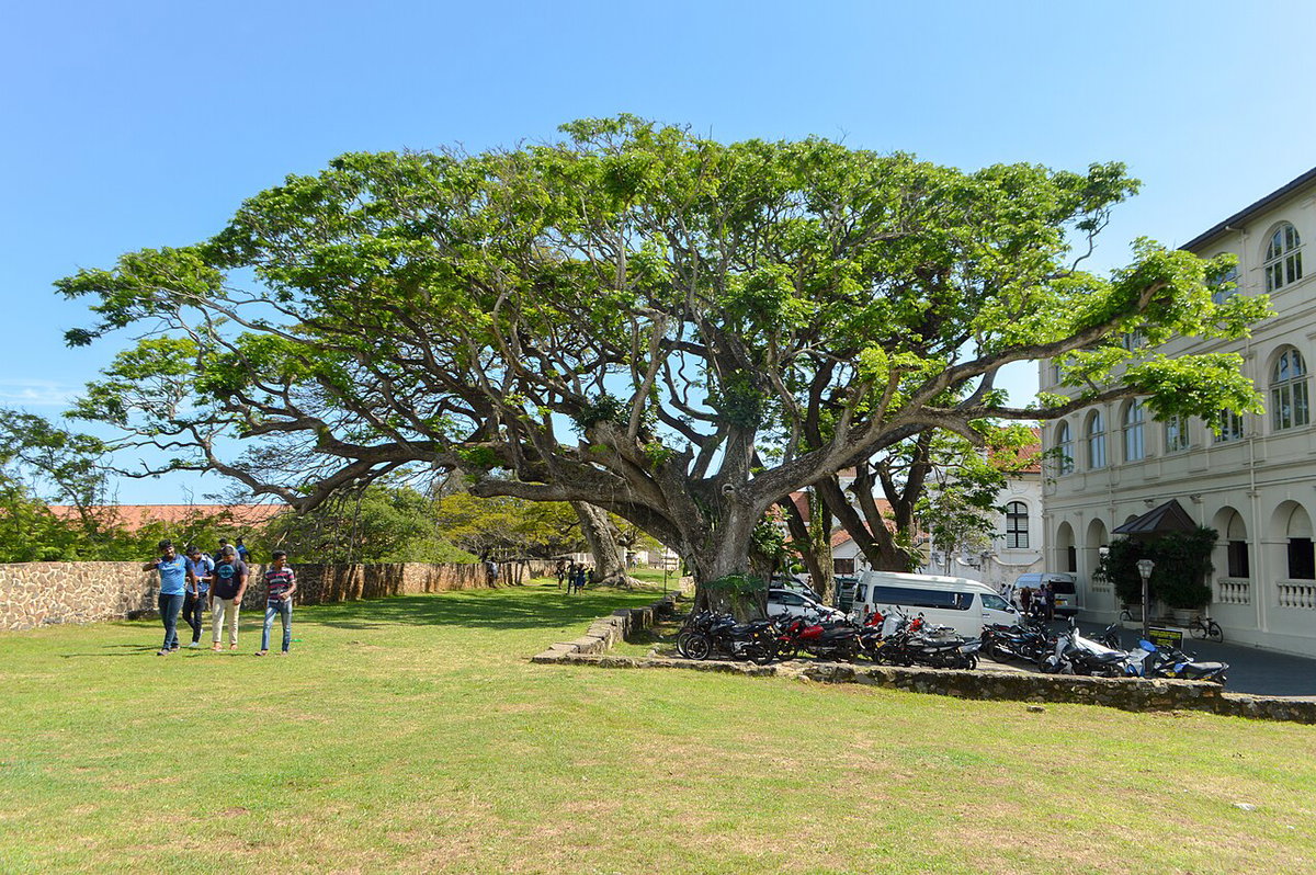 Galle- Another great tree, Galle, Sri Lanka, 2019