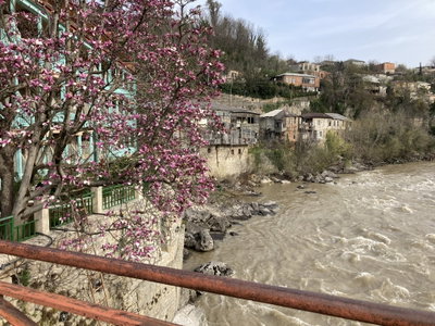 Magnolia at the Red Bridge, Kutaisi, Kutaisi, 2022