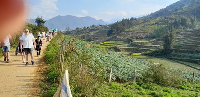 Ham Rong, Ta Phin, QL.4D.Sa Pa, rice fields (93086), Sa Pa, 2025