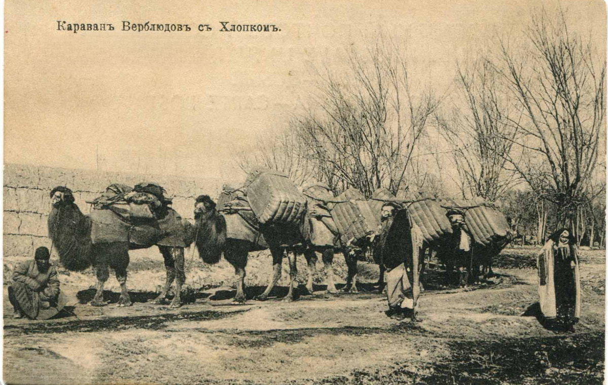 Camel caravan with cotton, Kokand, Uzbekistan, 1908