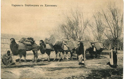 Camel caravan with cotton, Kokand, 1908