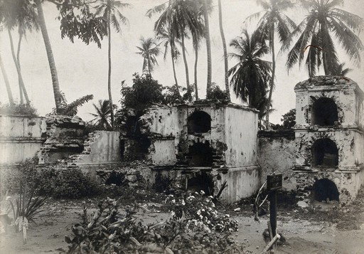 EU: Cartagena, Colombia: ruins of stone structures (graves ?) surrounded by palm trees. Photograph, 1905/1920 (?). (1905), Cartagena, Colombia, 1905