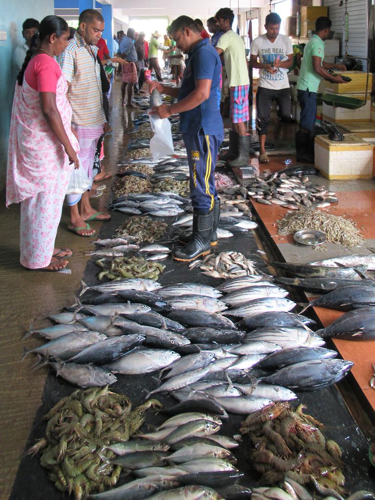 Trincomalee Fish Market, Trincomalee, Sri Lanka, 2018