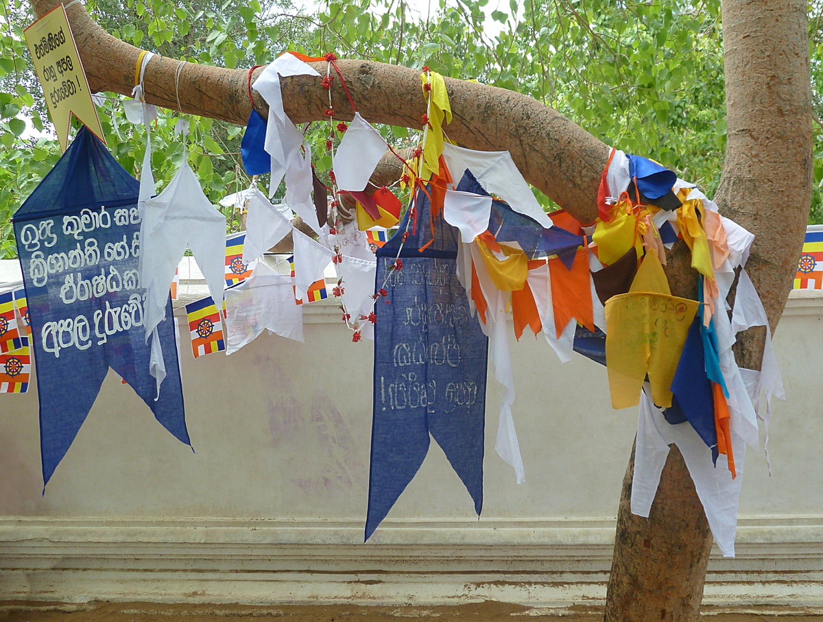 Anuradhapura Bo Tree at Jaya Sri Maha Bodhi, Anuradhapura, Sri Lanka, 2015