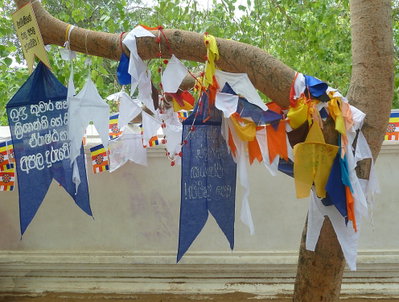 Anuradhapura Bo Tree at Jaya Sri Maha Bodhi, Anuradhapura, 2015
