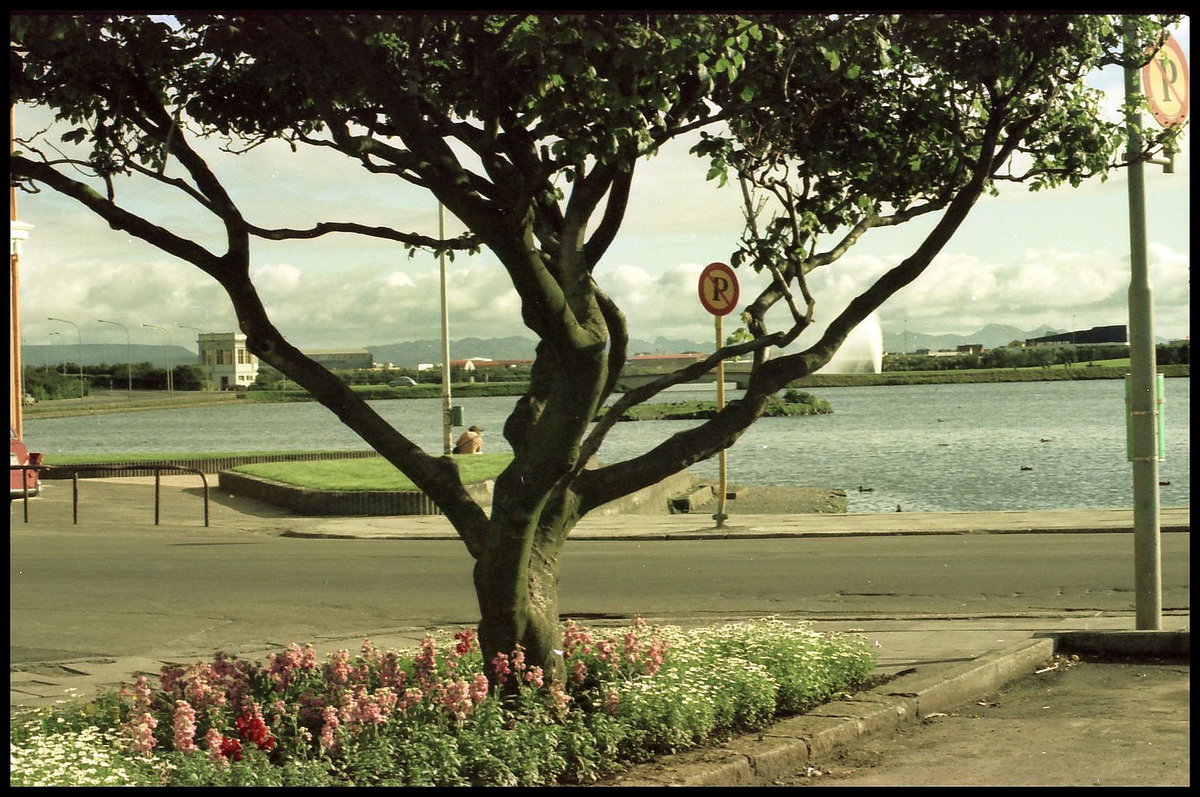 Reykjavík- Baum am Ufer des Tjörnin-See - LABW - Staatsarchiv Freiburg W 134 Nr, Reykjavik, Iceland, 1976
