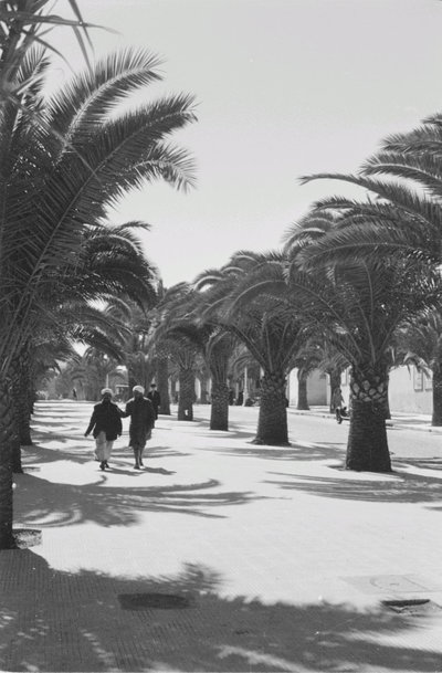 EU: Travel photos Morocco. Palm alley with pedestrians (probably the Parc de la Ligue Arabe in Casablanca) (1939), Casablanca, 1939