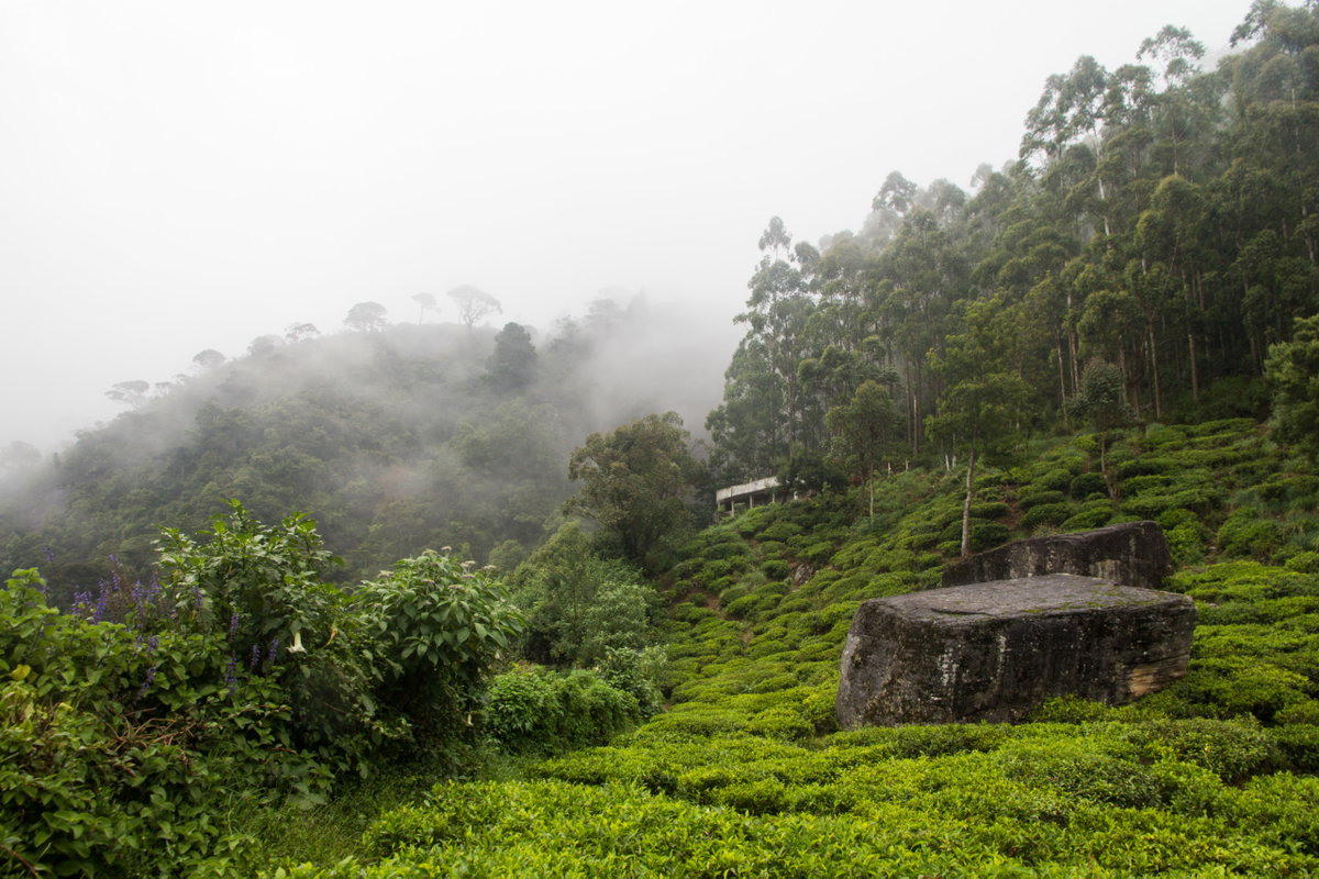 Tea plantations near Nuwara Eliya, Sri Lanka, Nuwara Eliya, Sri Lanka, 2015