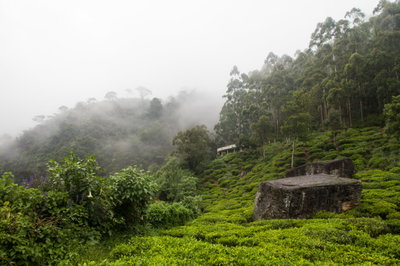Tea plantations near Nuwara Eliya, Sri Lanka, Nuwara Eliya, 2015