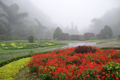 Vườn hoa Sa Pa, Sa Pa, 2011