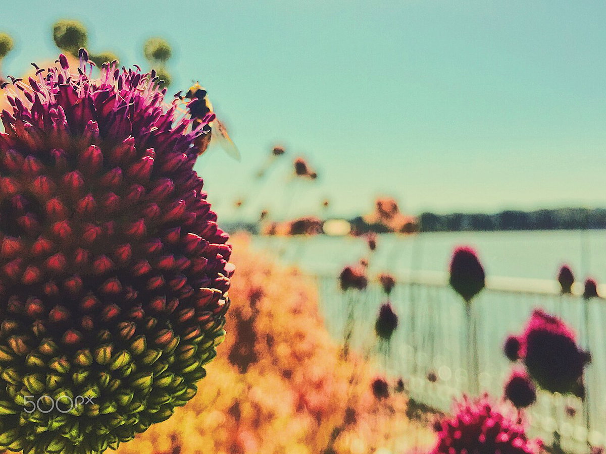 Worker Bee, Vancouver, Canada, 2015