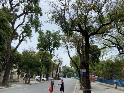 Lý Thái Tổ Street, Hanoi 02, Hanoi, 2022