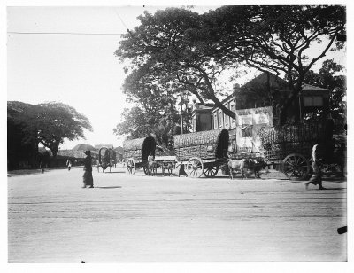 EU: Colombo (Sri Lanka). Street with plain cars pulled by oxen (1913), Colombo, 1913