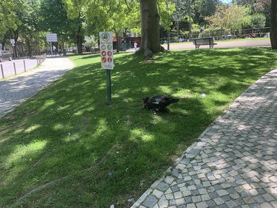 A turkey from Portugal, Lisbon — photos through time