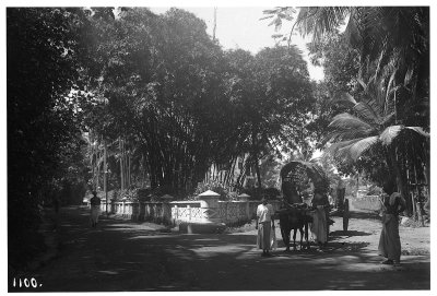 EU: Colombo, Sri Lanka: Street scene with an ox cart (1913), Colombo, 1913