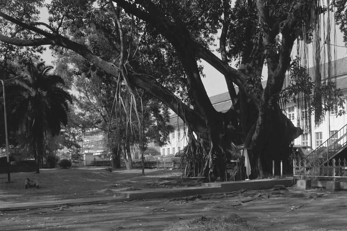 EU: Oude bomen langs straat, Bandung (1988), Bandung, Indonesia, 1988