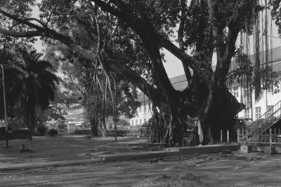 EU: Oude bomen langs straat, Bandung (1988), Bandung, 1988