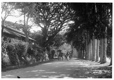 EU: Kandy, Sri Lanka: Driving along a tree-covered road around Lake Kandy (1913), Kandy, 1913