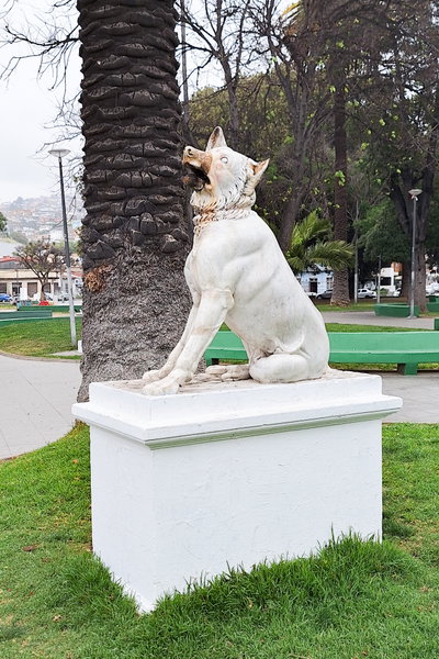 Lobo en Parque Italia, Valparaíso, Valparaíso, 2024