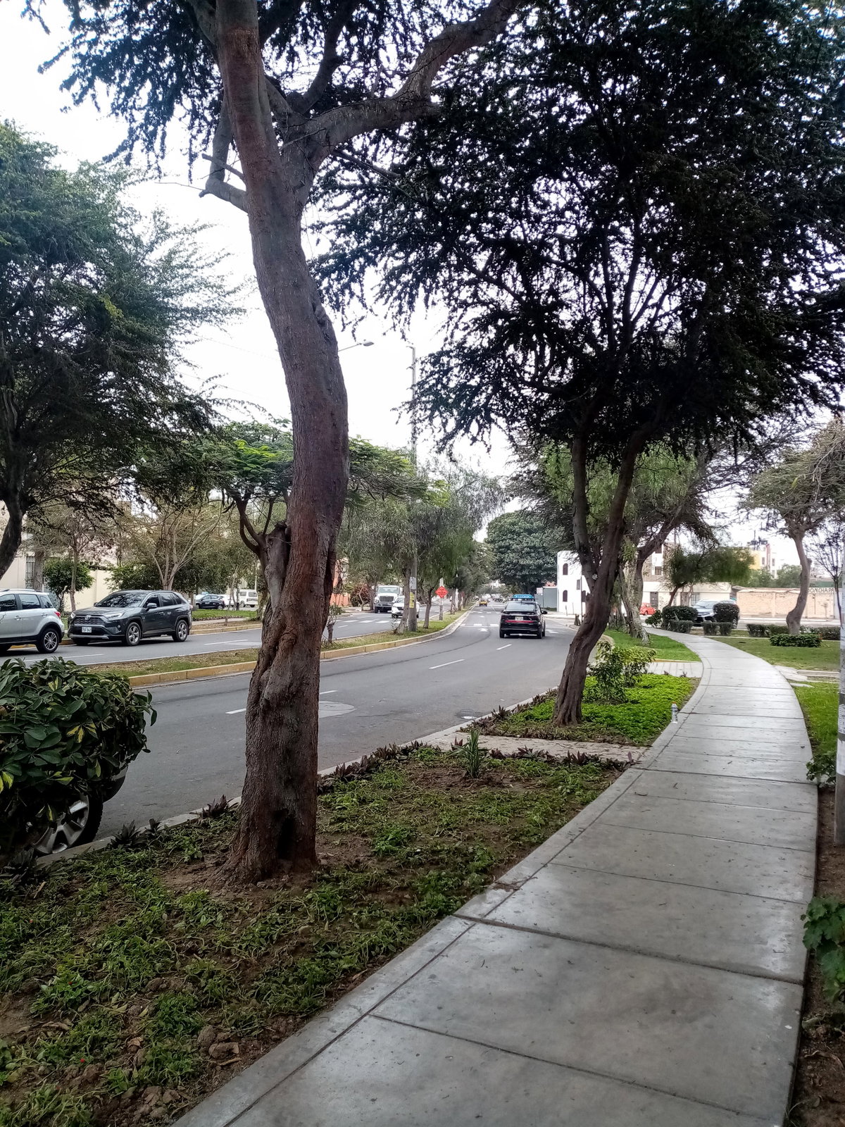 Avenida Los Colibries, Trujillo, Trujillo, Peru, 2021