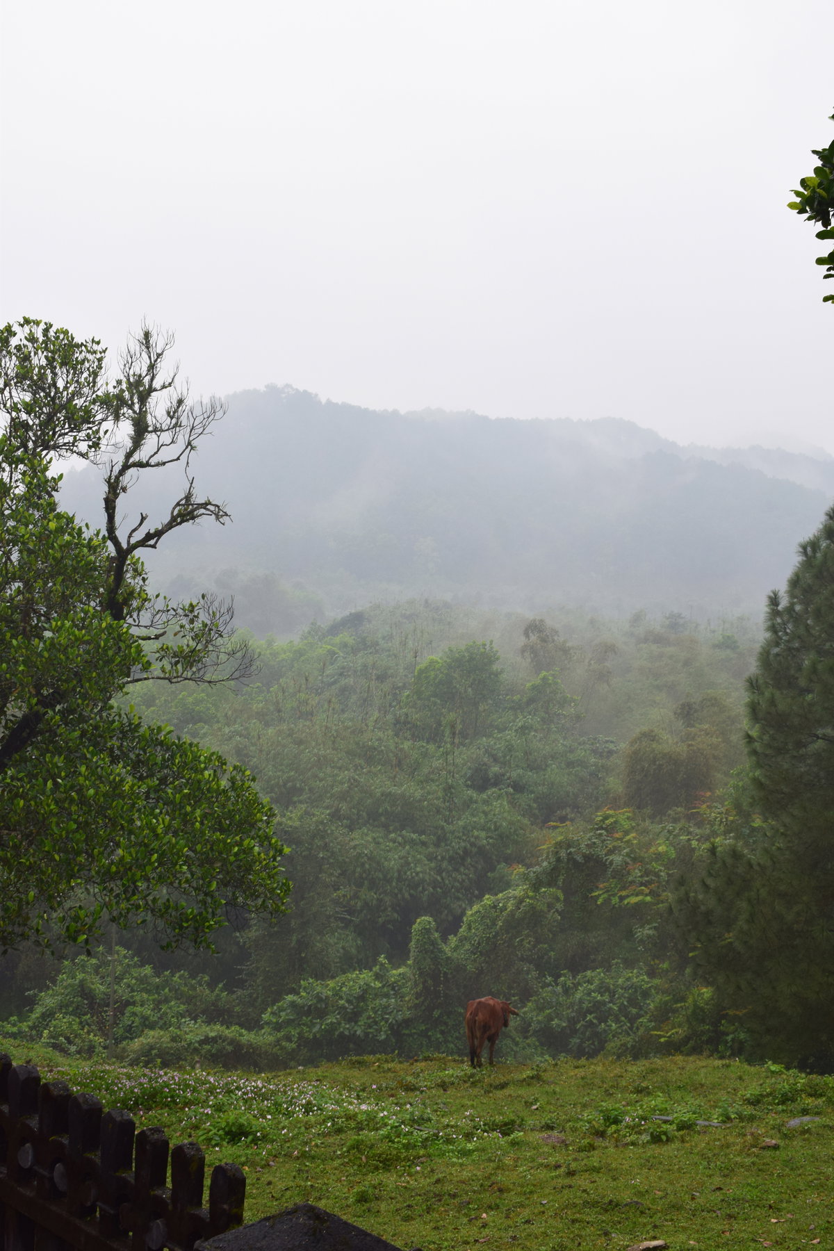 Hillside by Khai Dinh Tomb, Hue, Vietnam, 2018