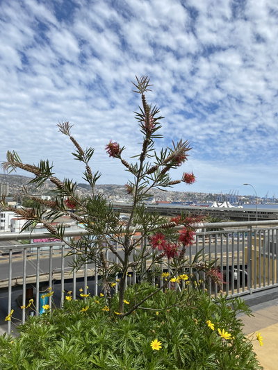 Flores en avenida argentina, Valparaíso, 2024