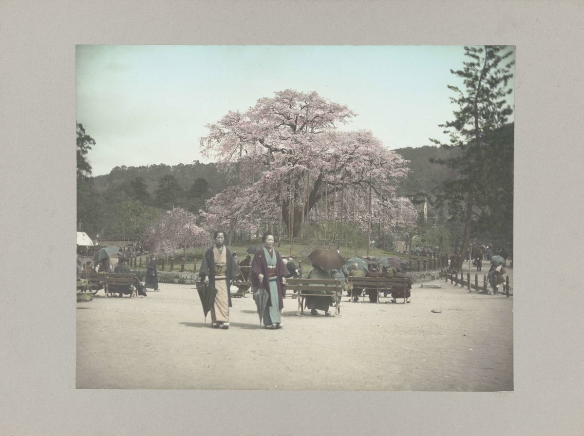 EU: Park met kersenbomen en Japanners, Kyoto (1905), Kyoto, Japan, 1905