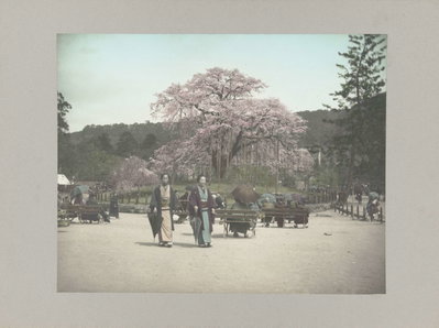 EU: Park met kersenbomen en Japanners, Kyoto (1905), Kyoto, 1905