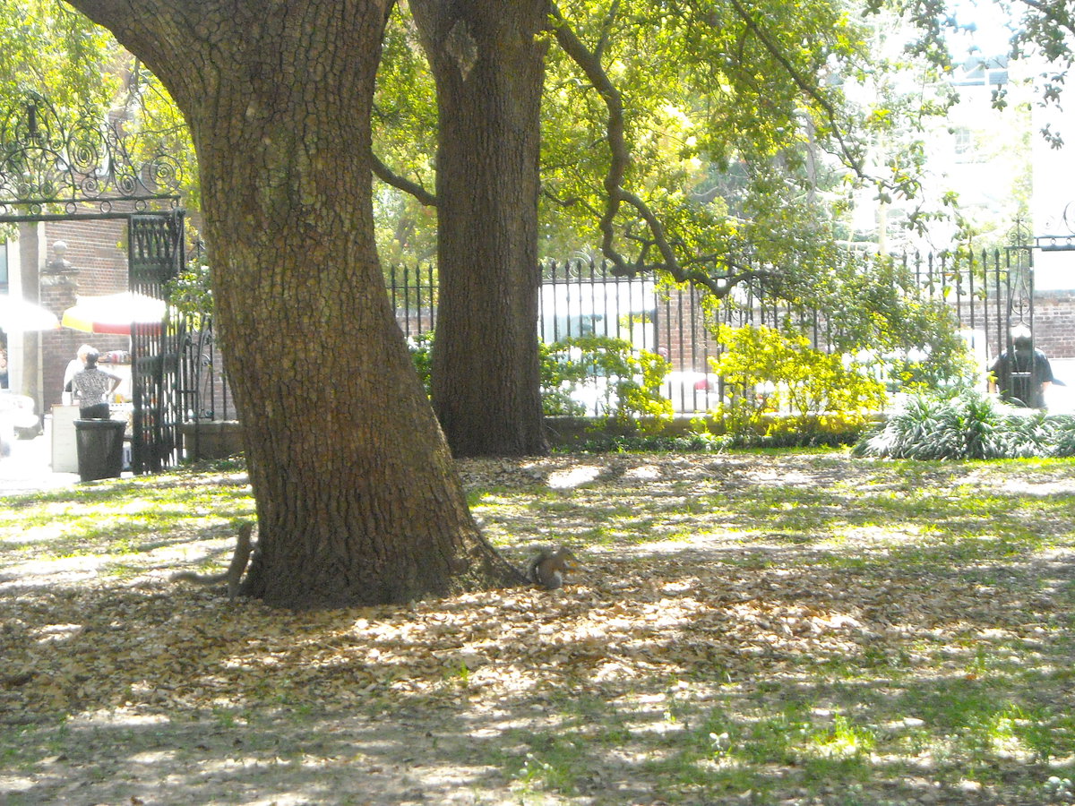 Squirrels playing hide-n-go seek, Charleston, South Carolina, USA, 2010