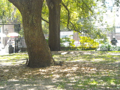 Squirrels playing hide-n-go seek, Charleston, 2010