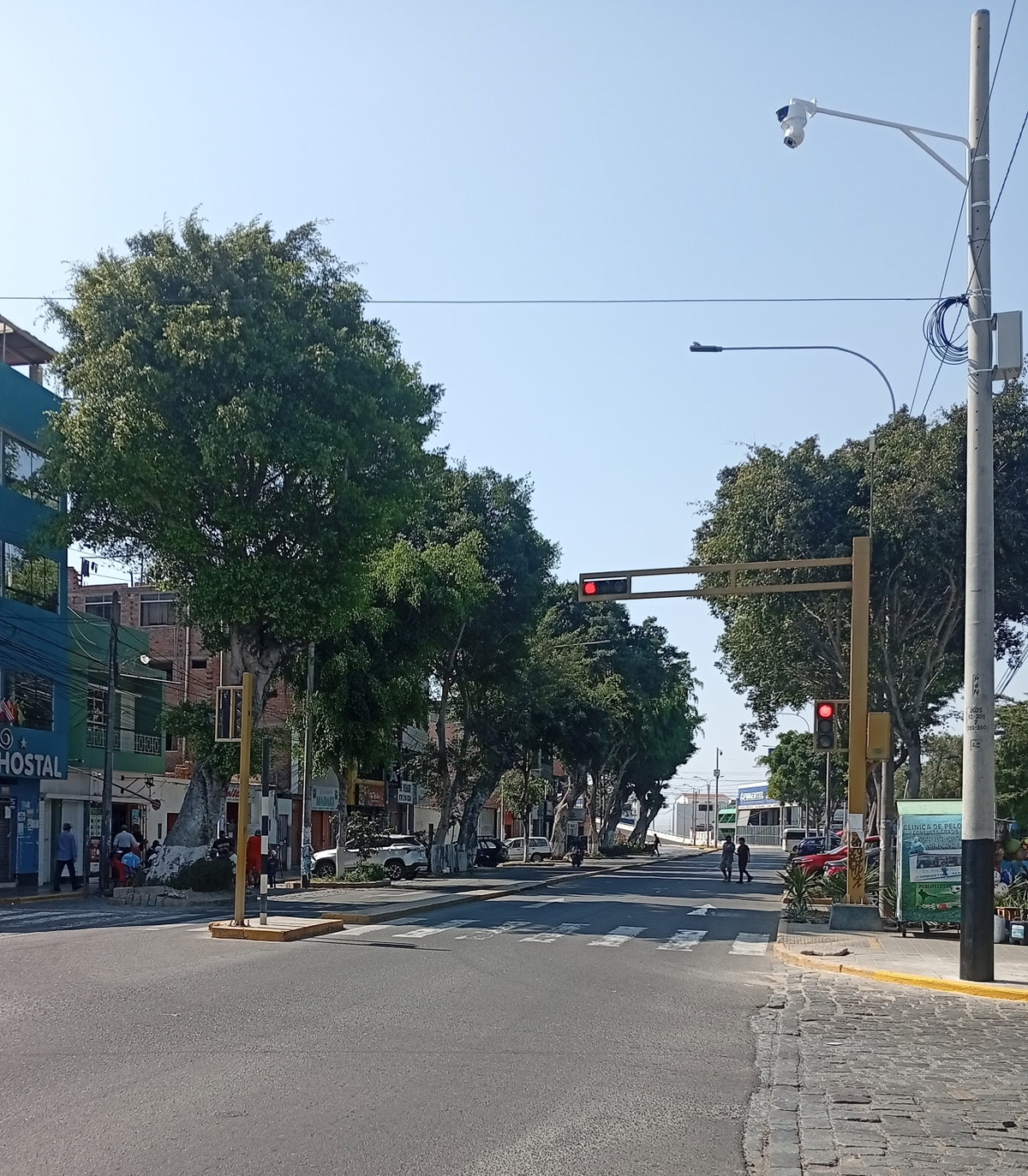 Ficus ubicados en la avenida Mansiche 01, Trujillo, Peru, 2025