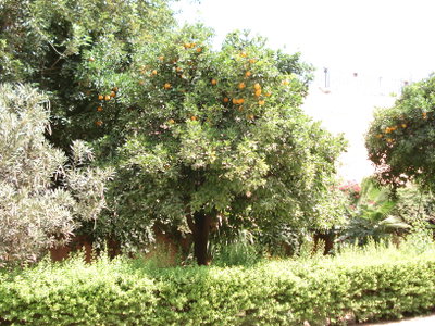 The gardens of Bahia palace, Marrakech, 2006