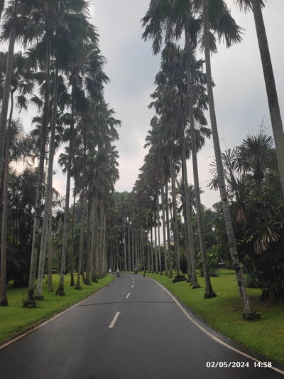 Jalan di Kebun Raya Bogor, Bogor, 2024