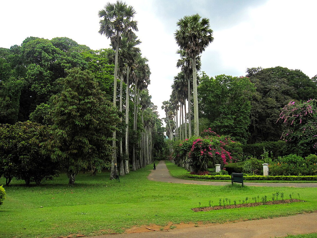 Flickr - ronsaunders47 - THE BOTANICAL GARDENS IN KANDY .SRI LANKA, Kandy, Sri Lanka, 2010