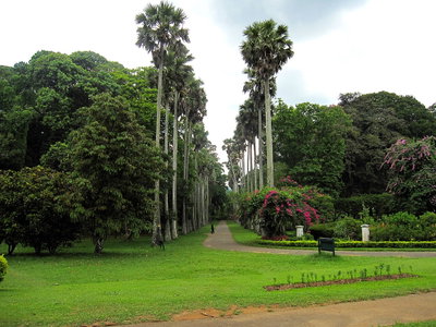 Flickr - ronsaunders47 - THE BOTANICAL GARDENS IN KANDY .SRI LANKA, Kandy, 2010