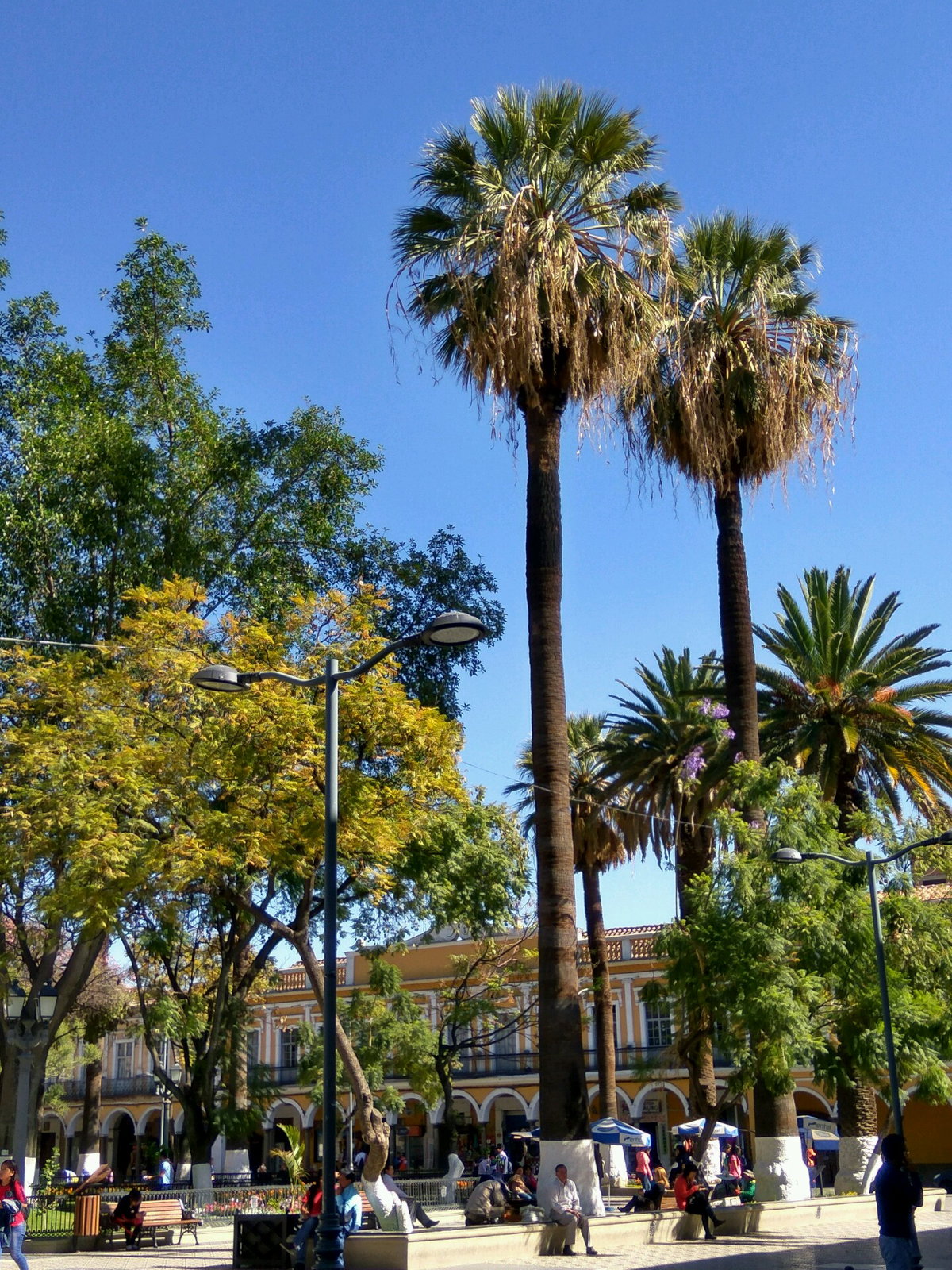 Palmeras en la Plaza 14 de Septiembre, Cochabamba, Cochabamba, Bolivia, 2018