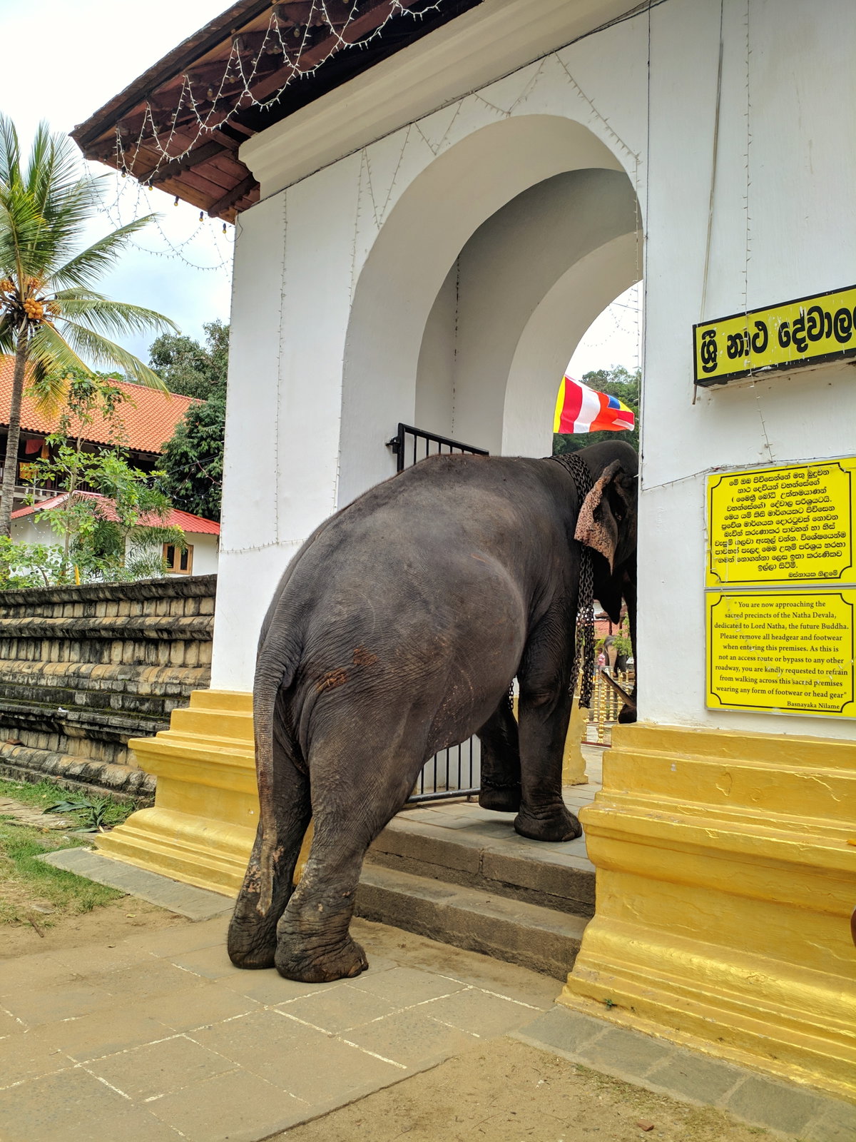 Elephantkandy12, Kandy, Sri Lanka, 2019