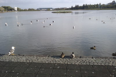 Tjörnin, Reykjavik, 2011