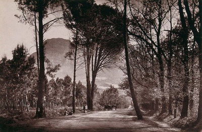 EU: Wynberg, South Africa: an avenue, Little Paradise. Woodburytype, 1888, after a photograph by Robert Harris. (1888), Cape Town, 1888