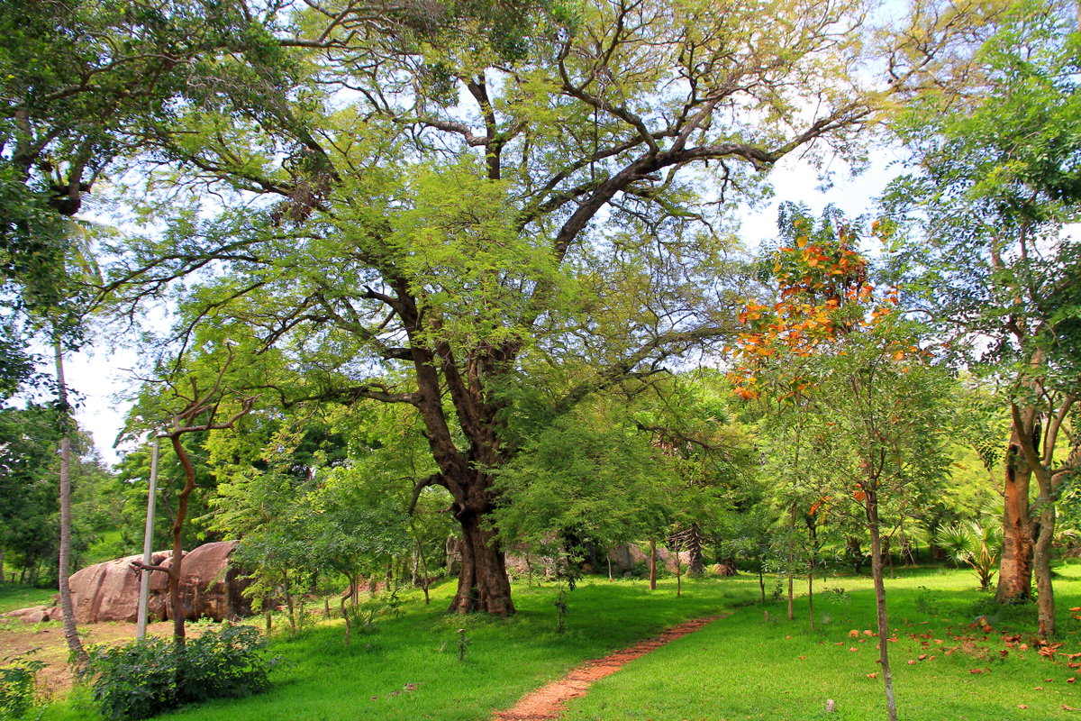 Anuradhapura. Nature, Anuradhapura, Sri Lanka, 2013