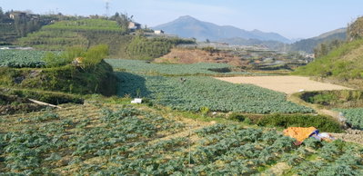 Ham Rong, Ta Phin, QL.4D.Sa Pa, rice fields (53708), Sa Pa, 2025