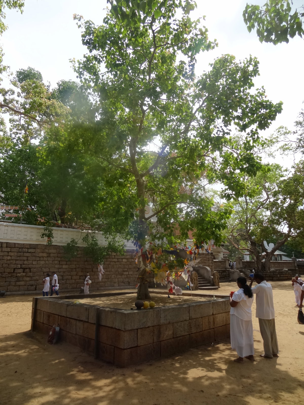 Jaya Sri Maha Bodhi 13, Anuradhapura, Sri Lanka, 2013