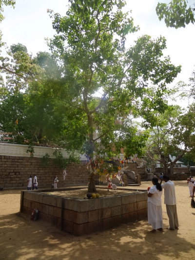 Jaya Sri Maha Bodhi 13, Anuradhapura, 2013