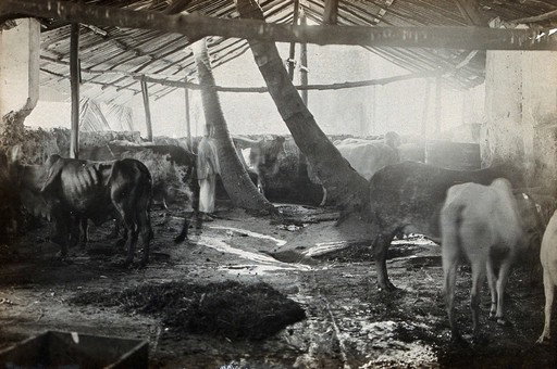 EU: Cowshed, Zanzibar, Africa. Photograph, 1905/1915. (1905), Zanzibar (Stone Town), Tanzania, 1905