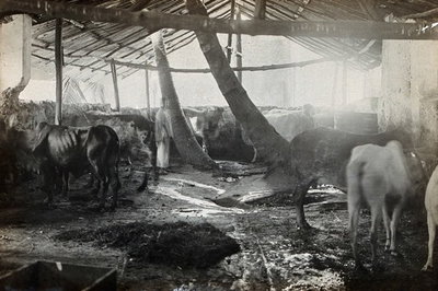 EU: Cowshed, Zanzibar, Africa. Photograph, 1905/1915. (1905), Zanzibar (Stone Town), 1905