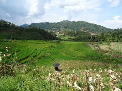 Rice terraces in Sa Pa 09, Sa Pa, 2018